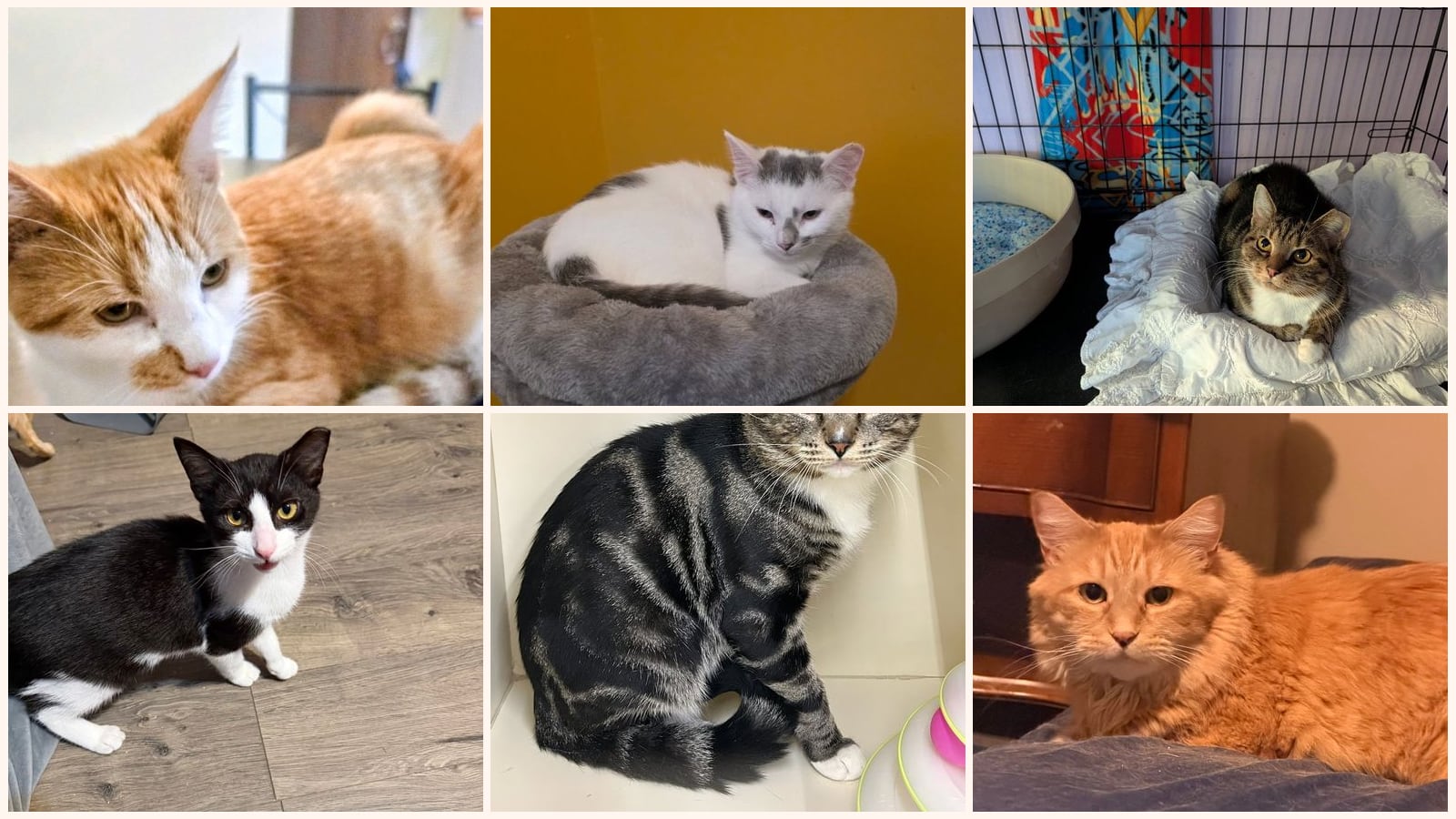 Cats up for adoption near Allentown, PA
