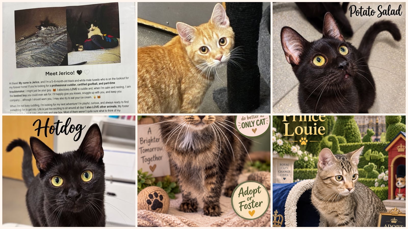 Cats up for adoption near Chester, PA