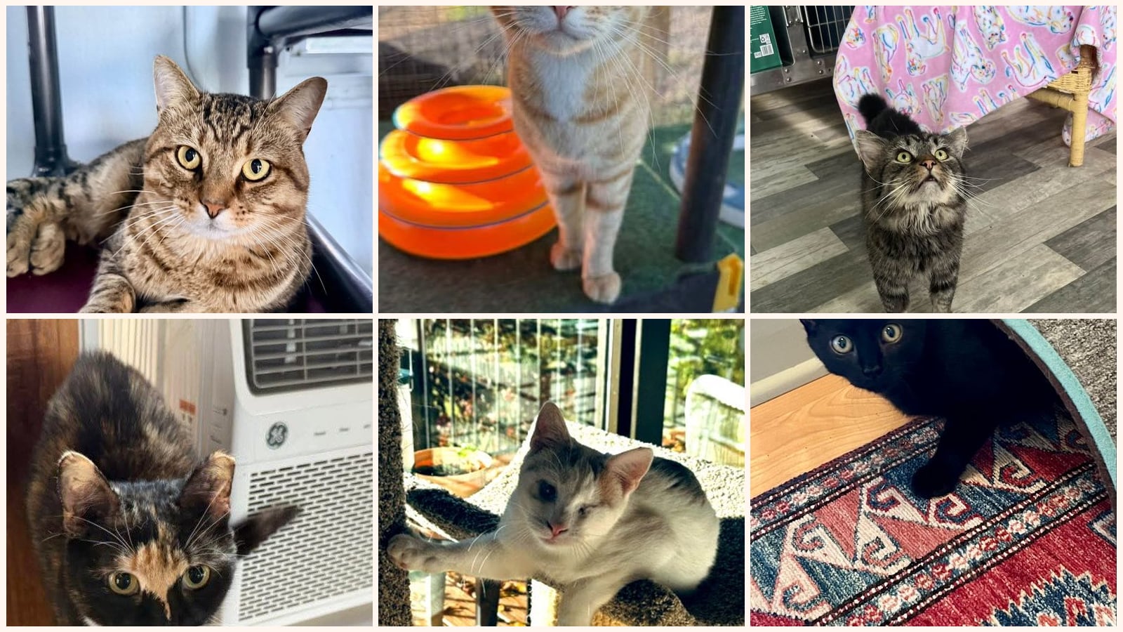 Cats up for adoption near Coatesville, PA