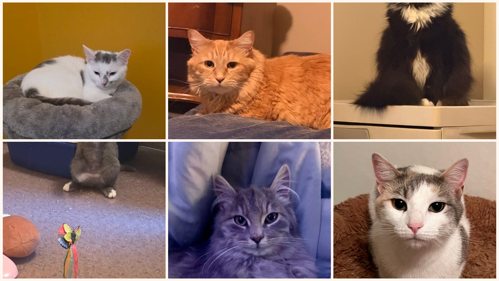 Cats up for adoption near Emmaus, PA
