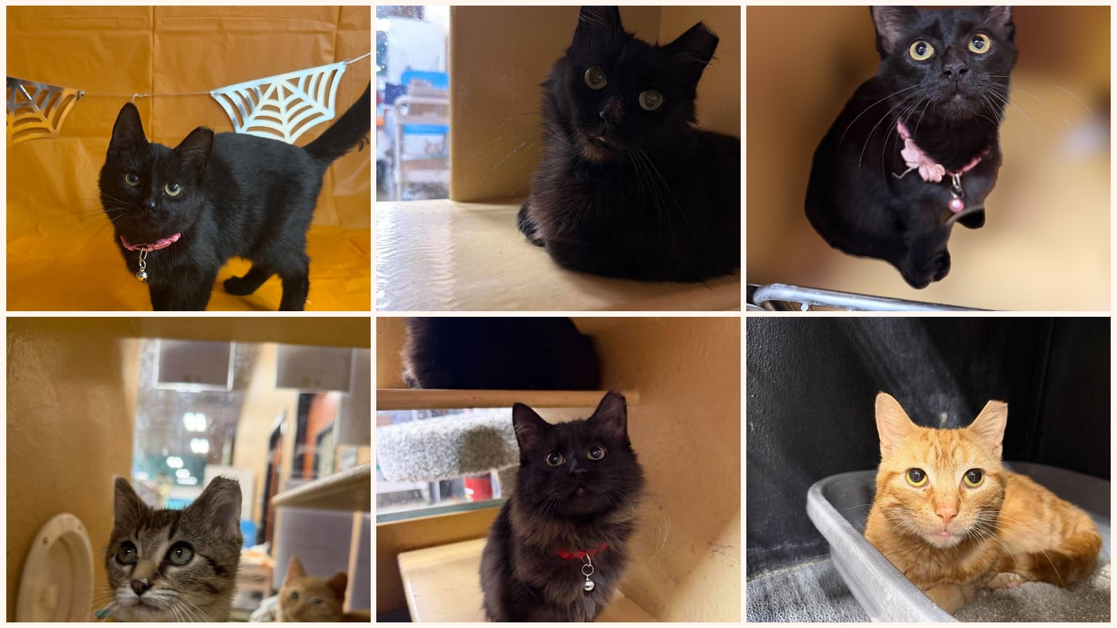Cats up for adoption near Erie, PA