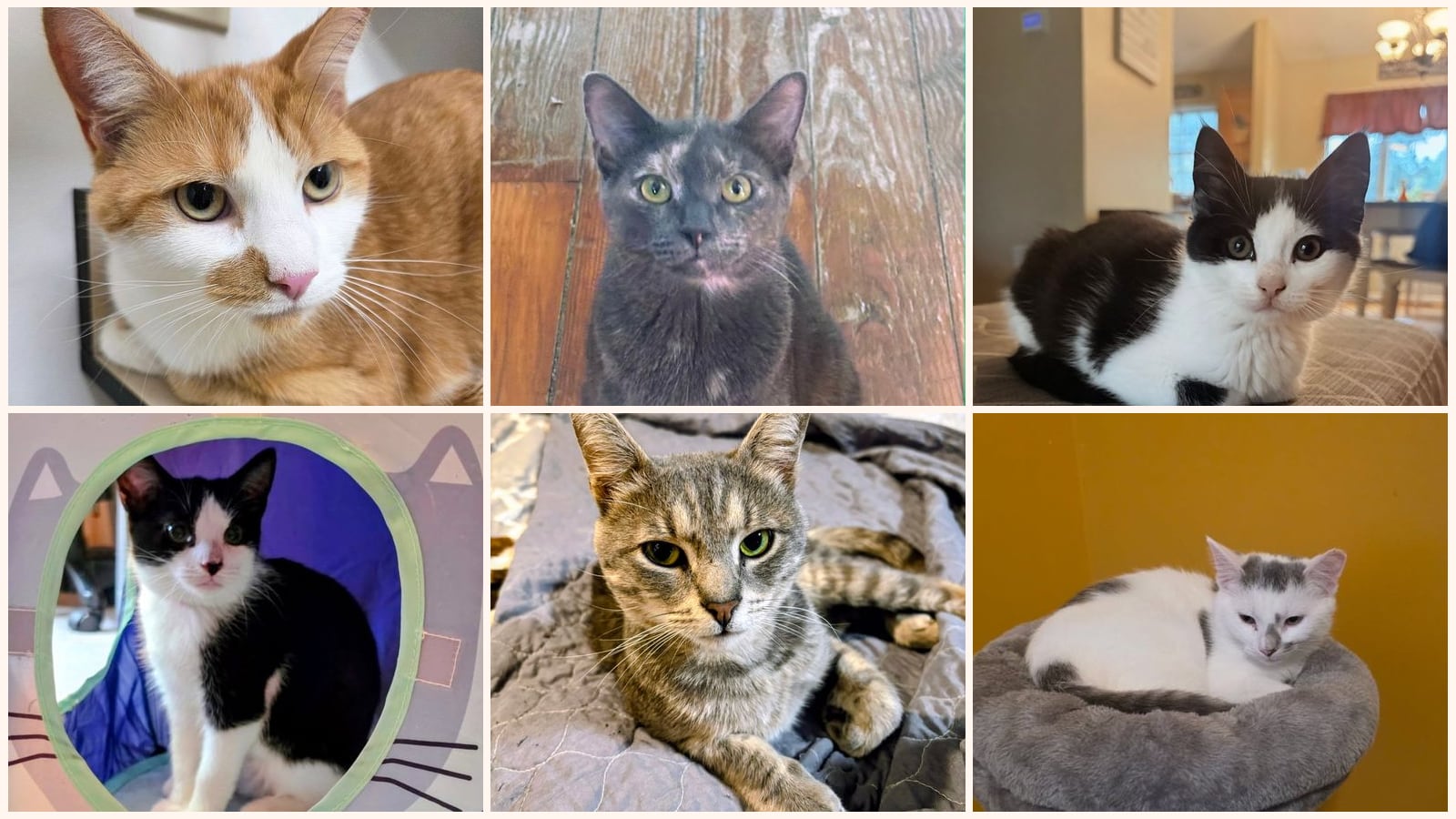 Cats up for adoption near Fullerton, PA
