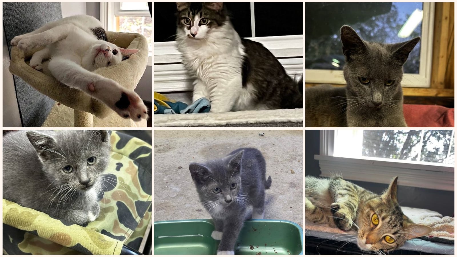 Cats up for adoption near Hermitage, PA
