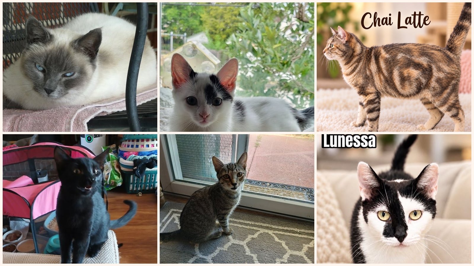 Cats up for adoption near Horsham, PA