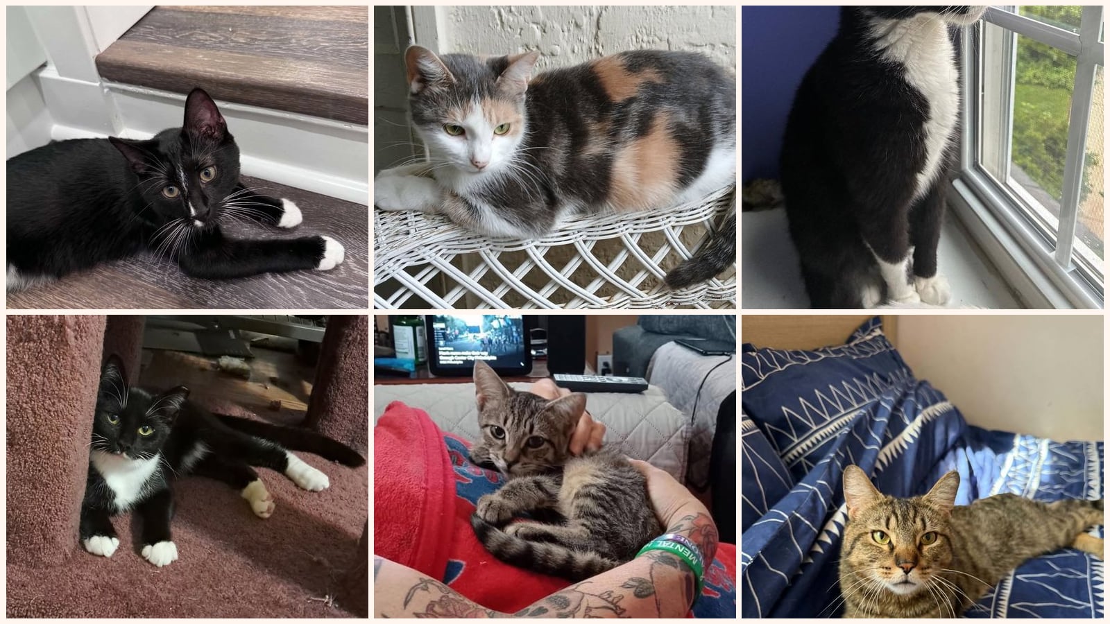 Cats up for adoption near Lansdowne, PA