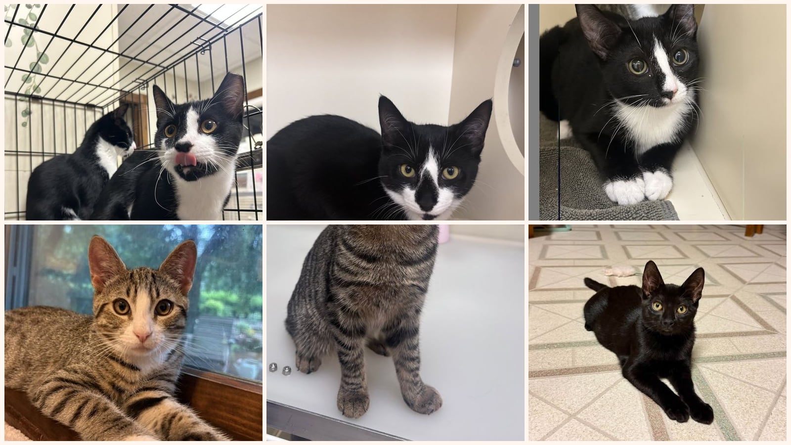 Cats up for adoption near Lebanon, PA