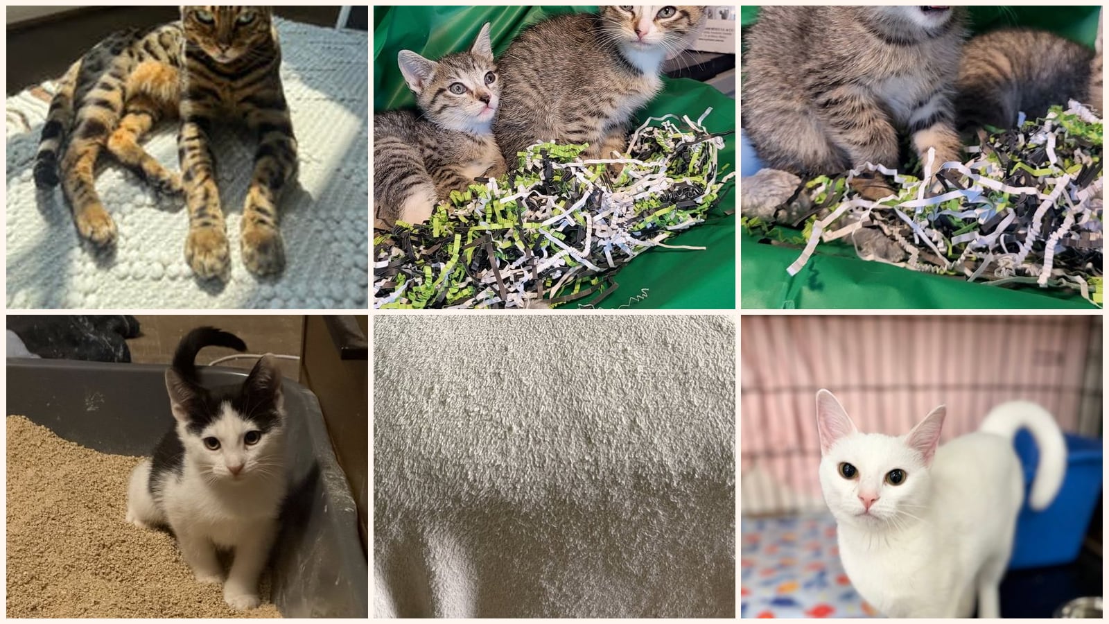Cats up for adoption near Norristown, PA