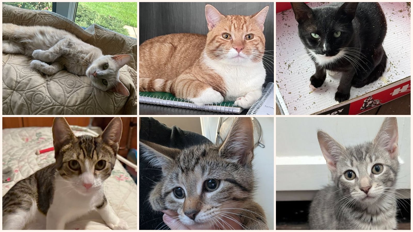 Cats up for adoption near Phoenixville, PA