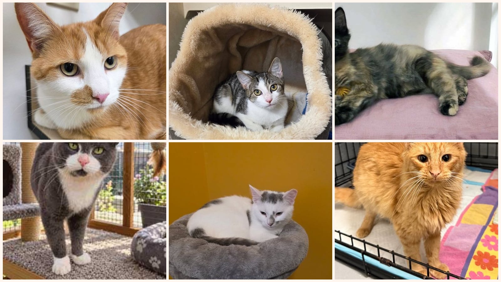 Cats up for adoption near Scranton, PA