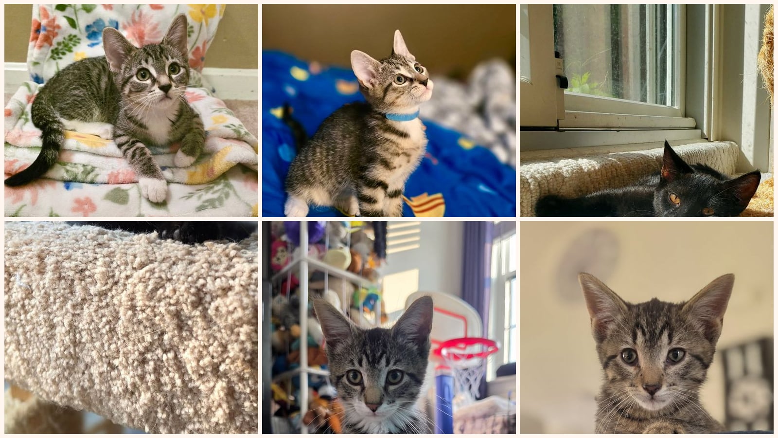 Cats up for adoption near Shiloh, PA