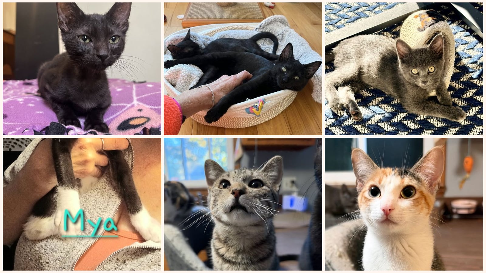 Cats up for adoption near Central Falls, RI