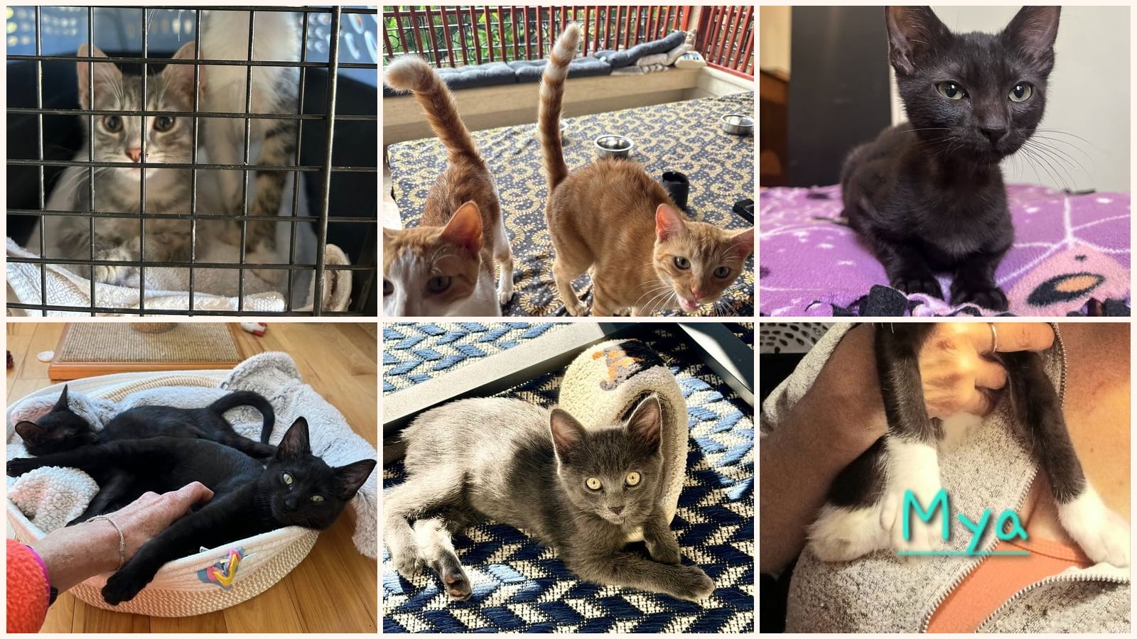 Cats up for adoption near Valley Falls, RI