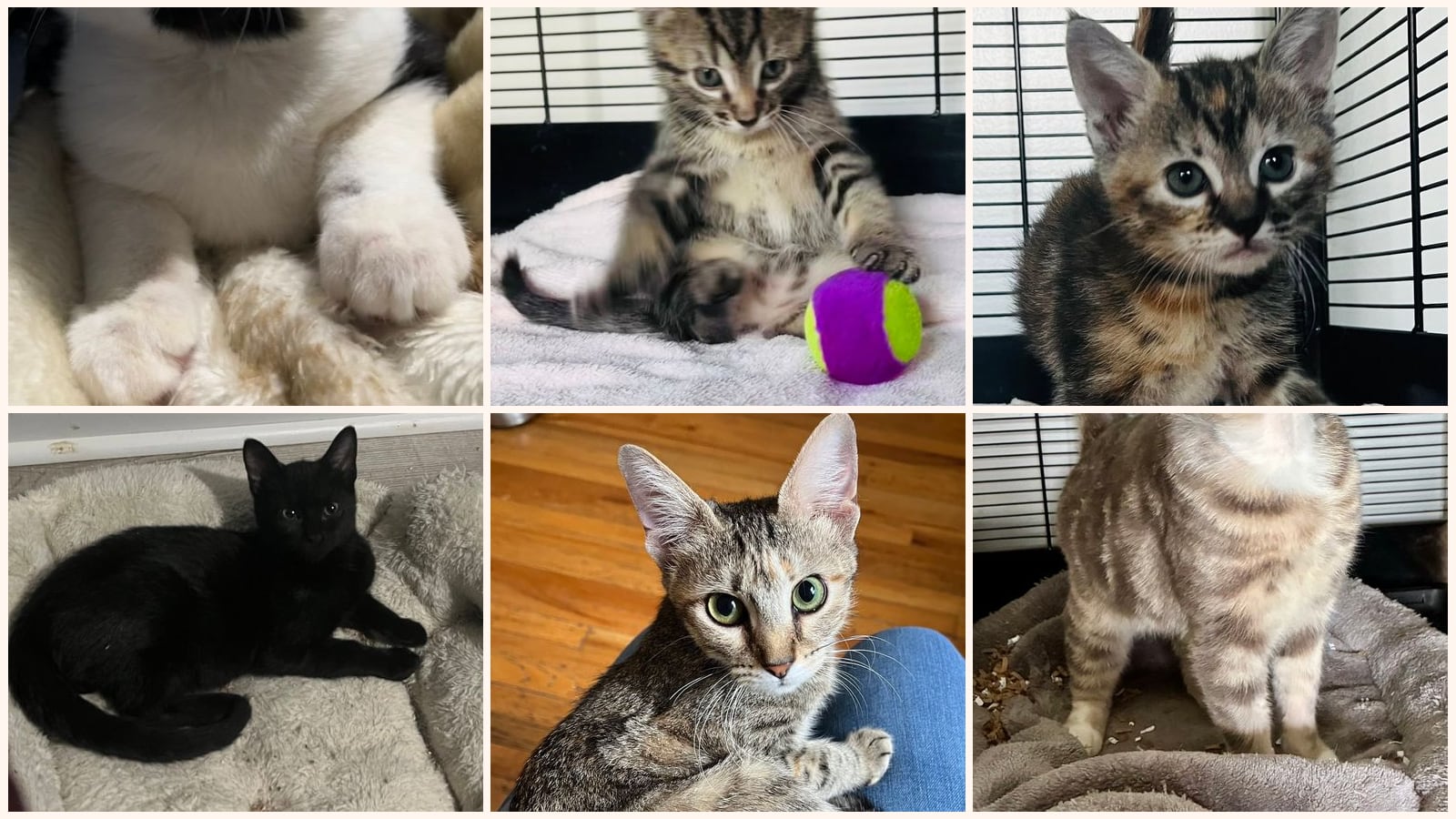 Cats up for adoption near Aiken, SC