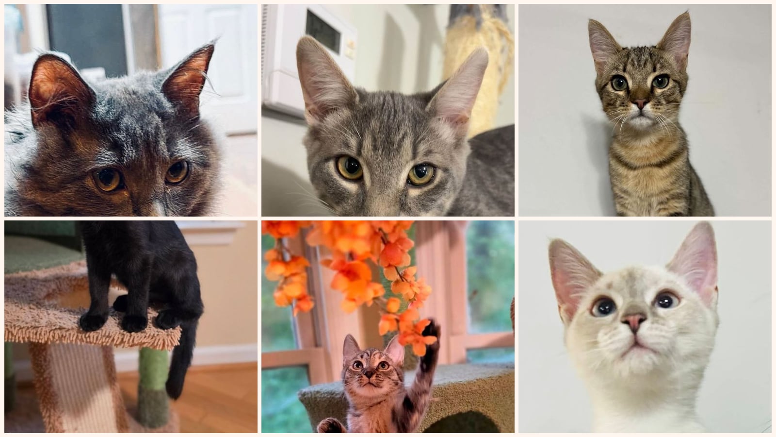 Cats up for adoption near Clemson, SC