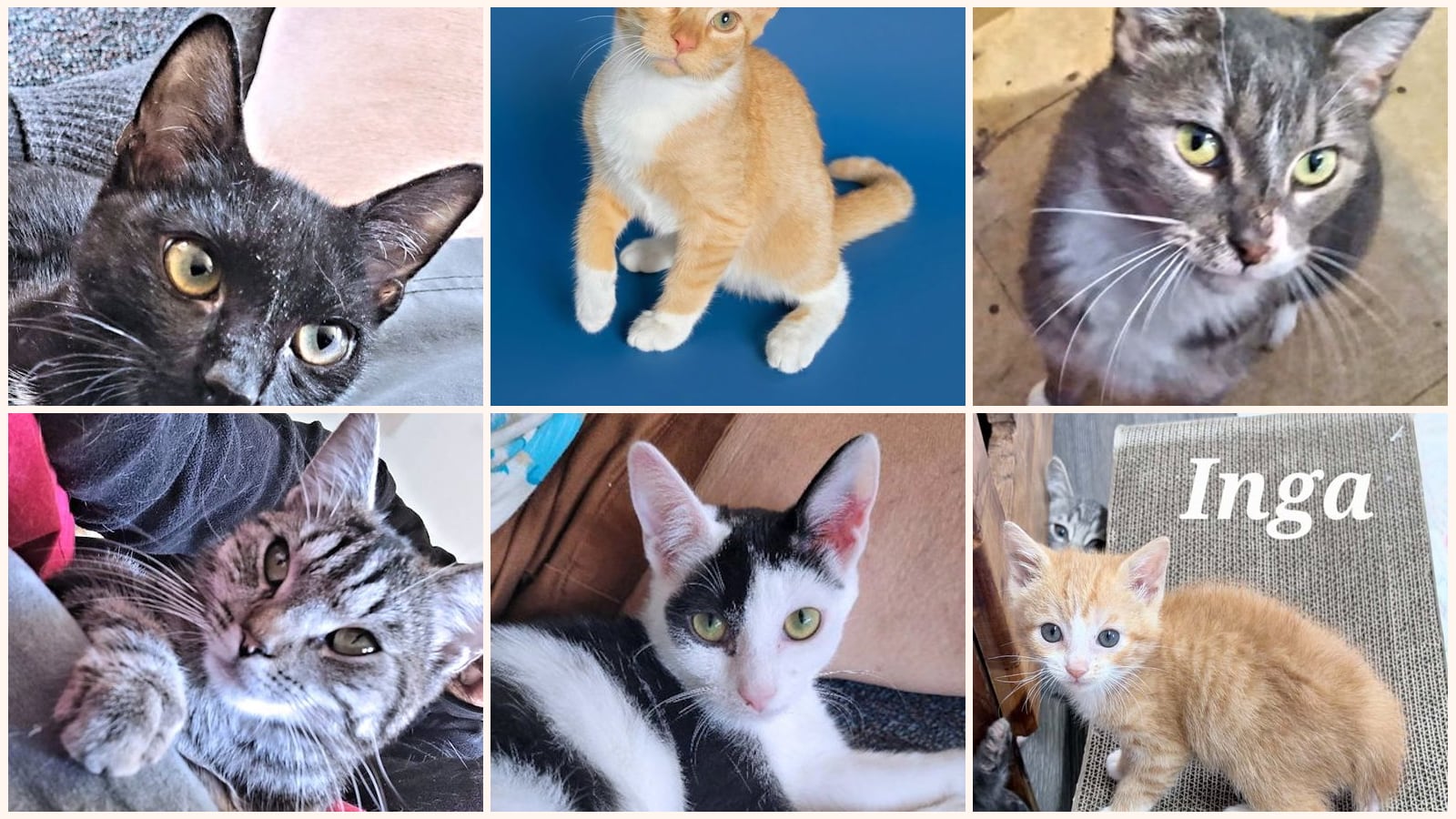 Cats up for adoption near Greenville, SC