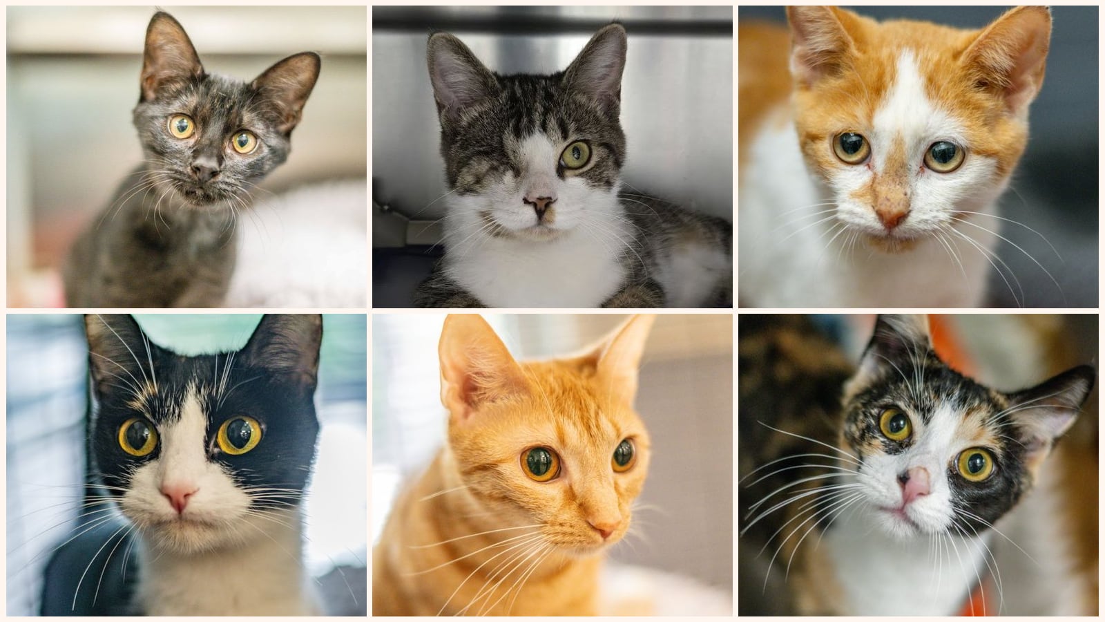 Cats up for adoption near Mount Pleasant, SC