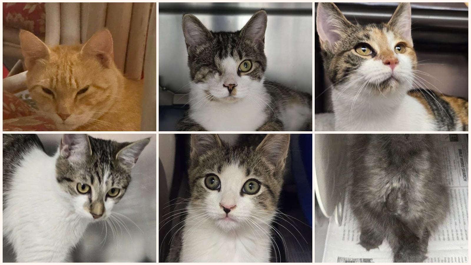Cats up for adoption near Myrtle Beach, SC