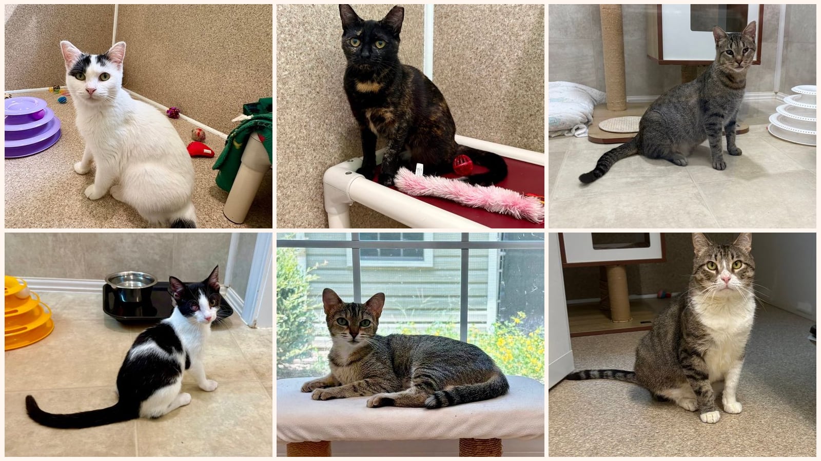Cats up for adoption near North Augusta, SC