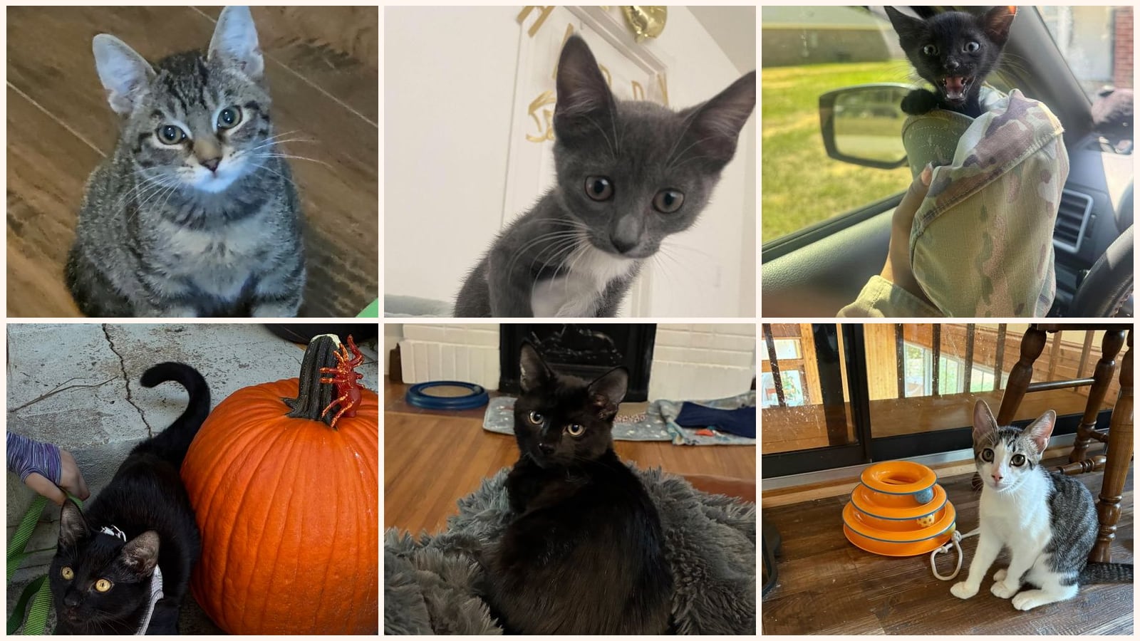 Cats up for adoption near Rock Hill, SC