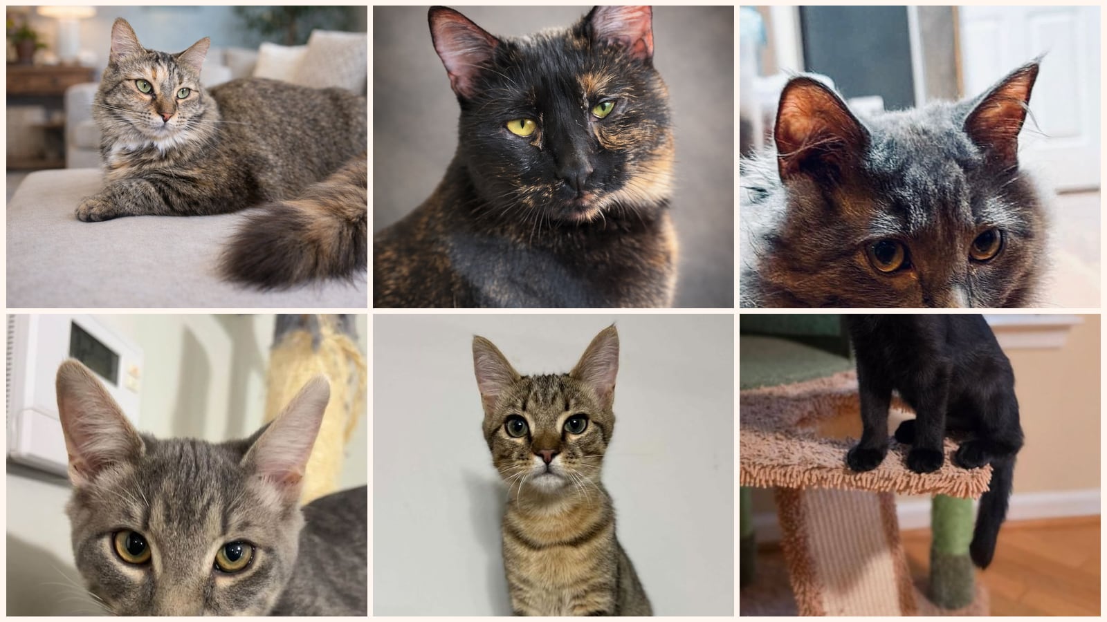 Cats up for adoption near Spartanburg, SC