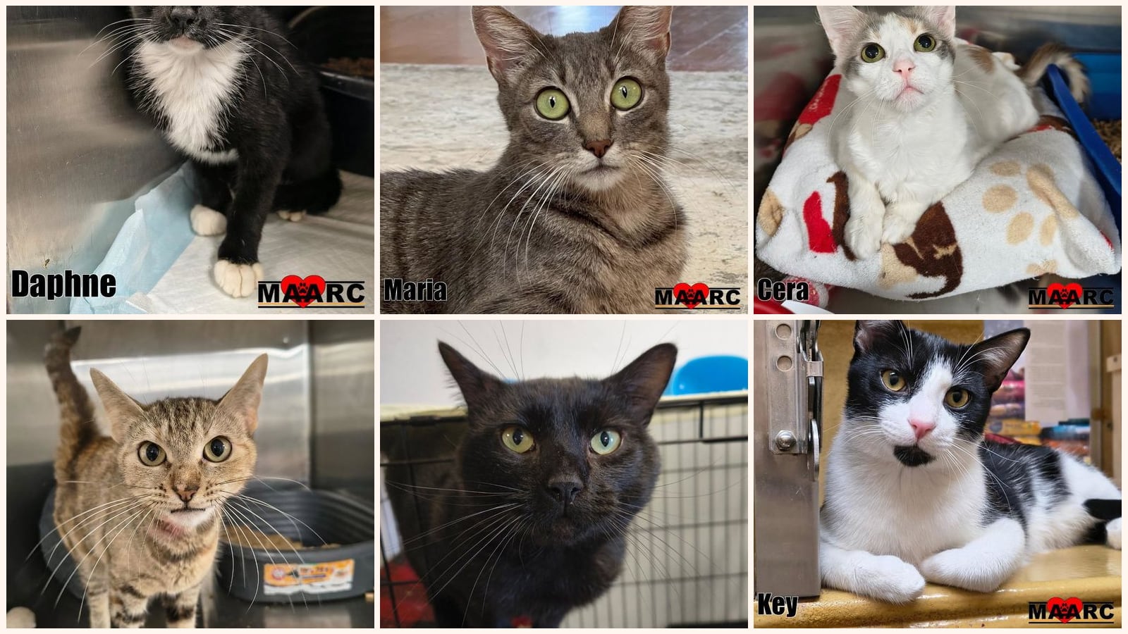 Cats up for adoption near Athens, TN