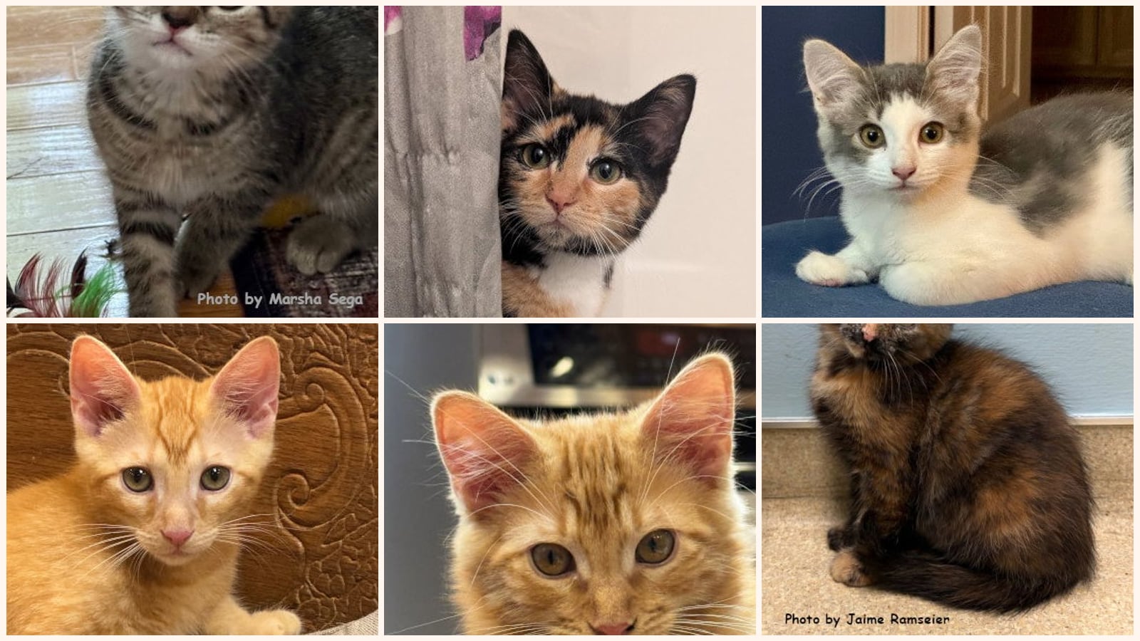 Cats up for adoption near Clinton, TN