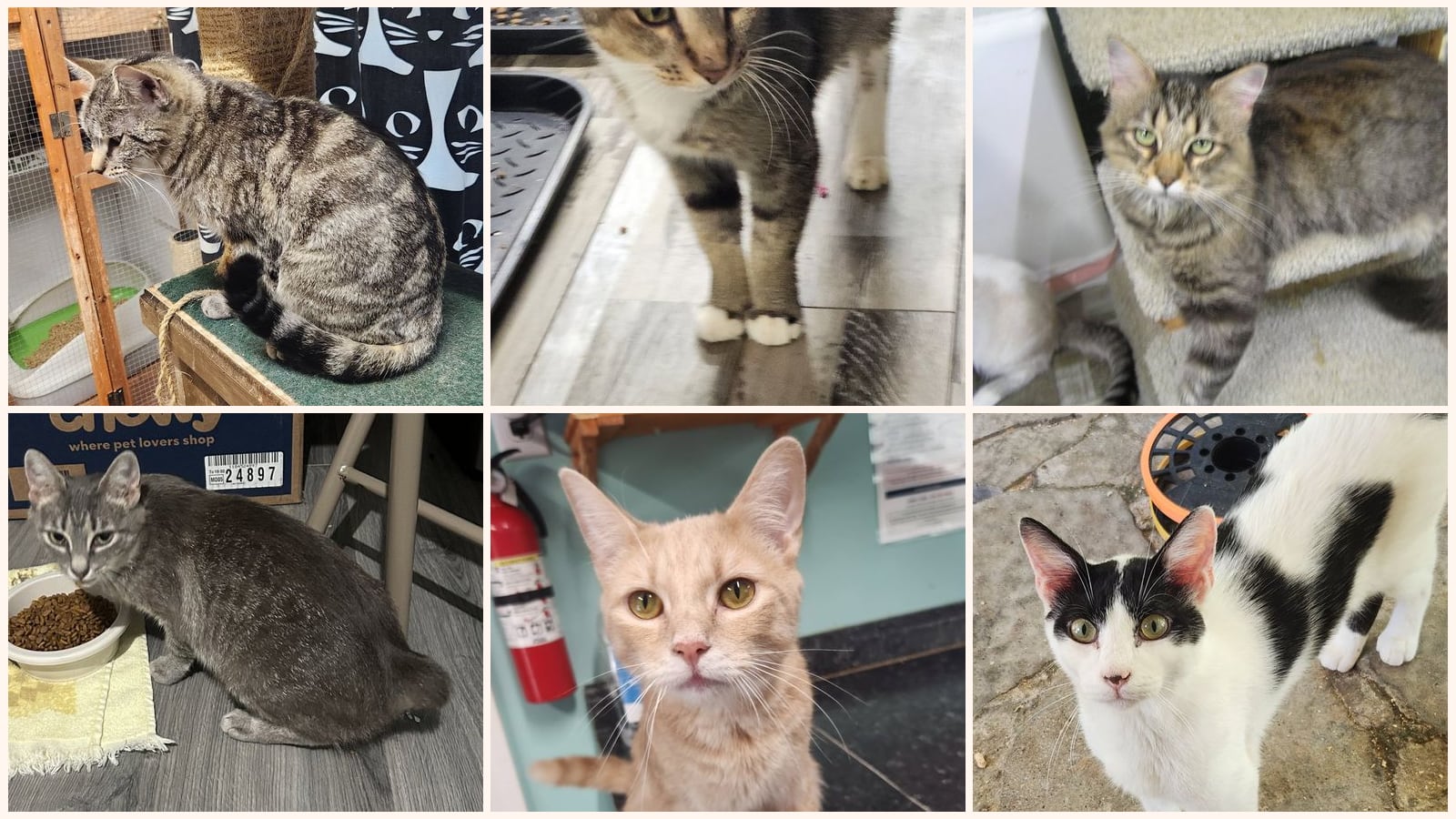 Cats up for adoption near Crossville, TN