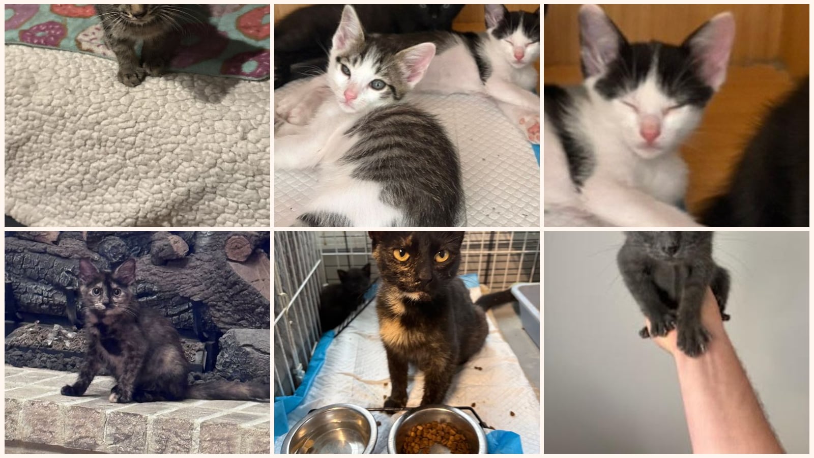 Cats up for adoption near Dickson, TN