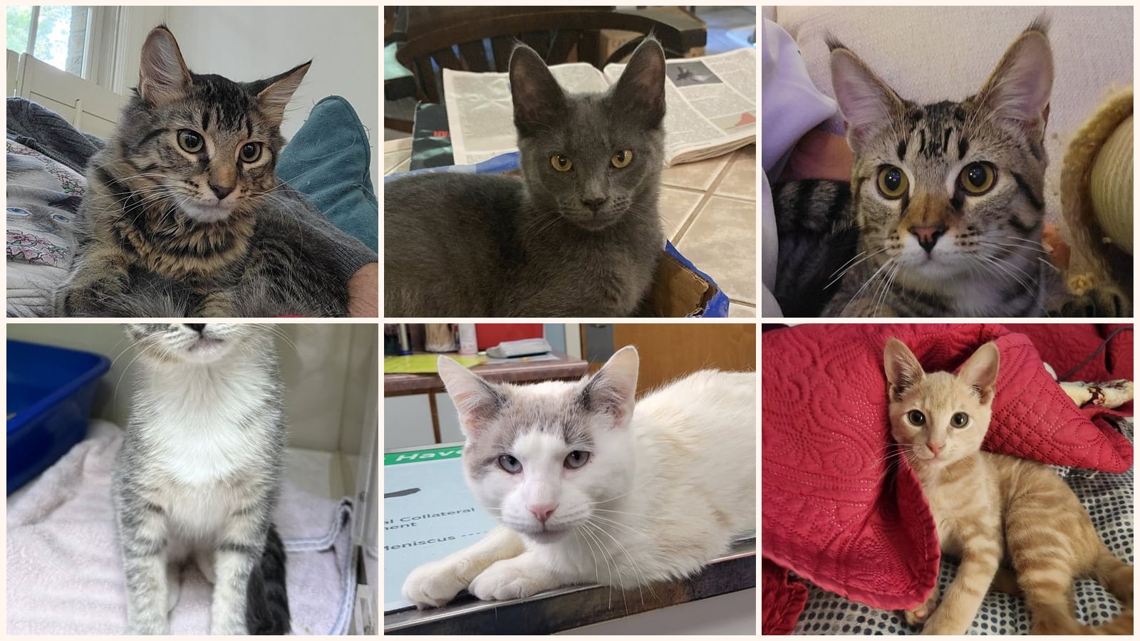 Cats up for adoption near Farragut, TN
