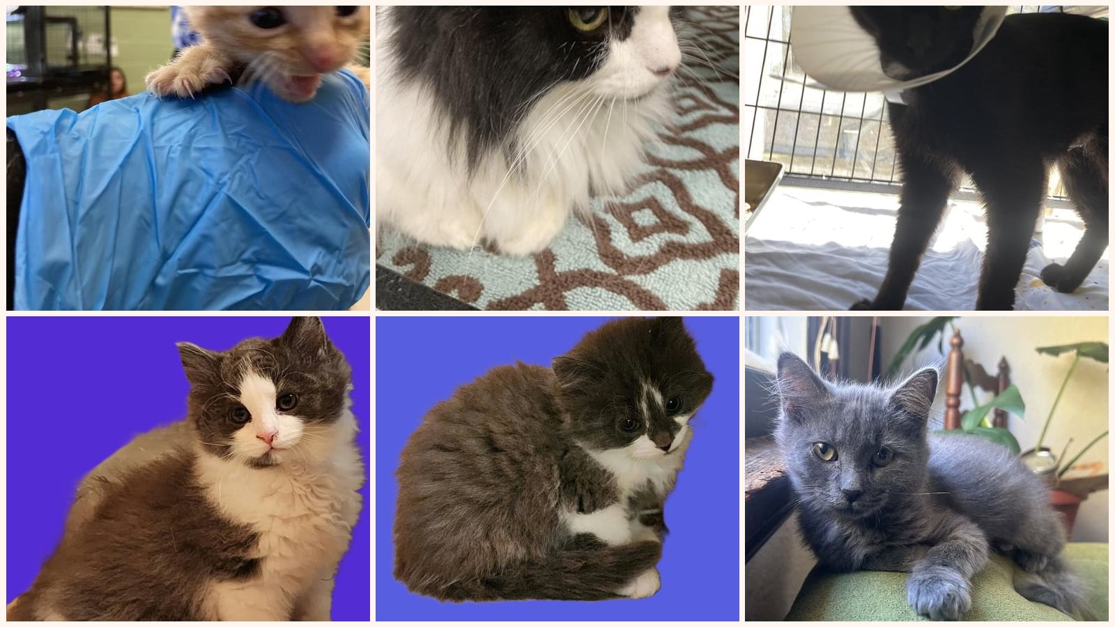Cats up for adoption near Greeneville, TN