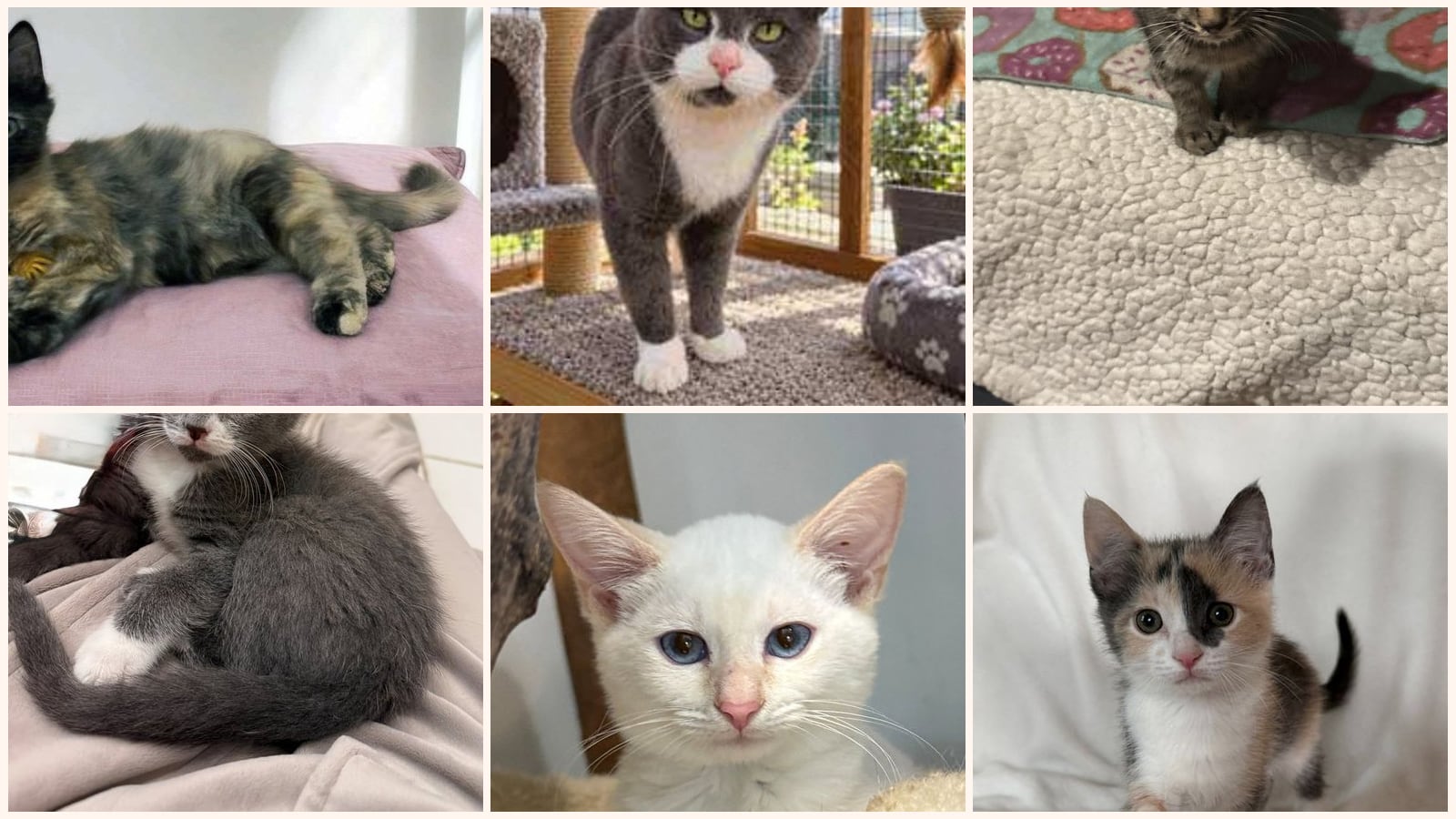 Cats up for adoption near Hendersonville, TN