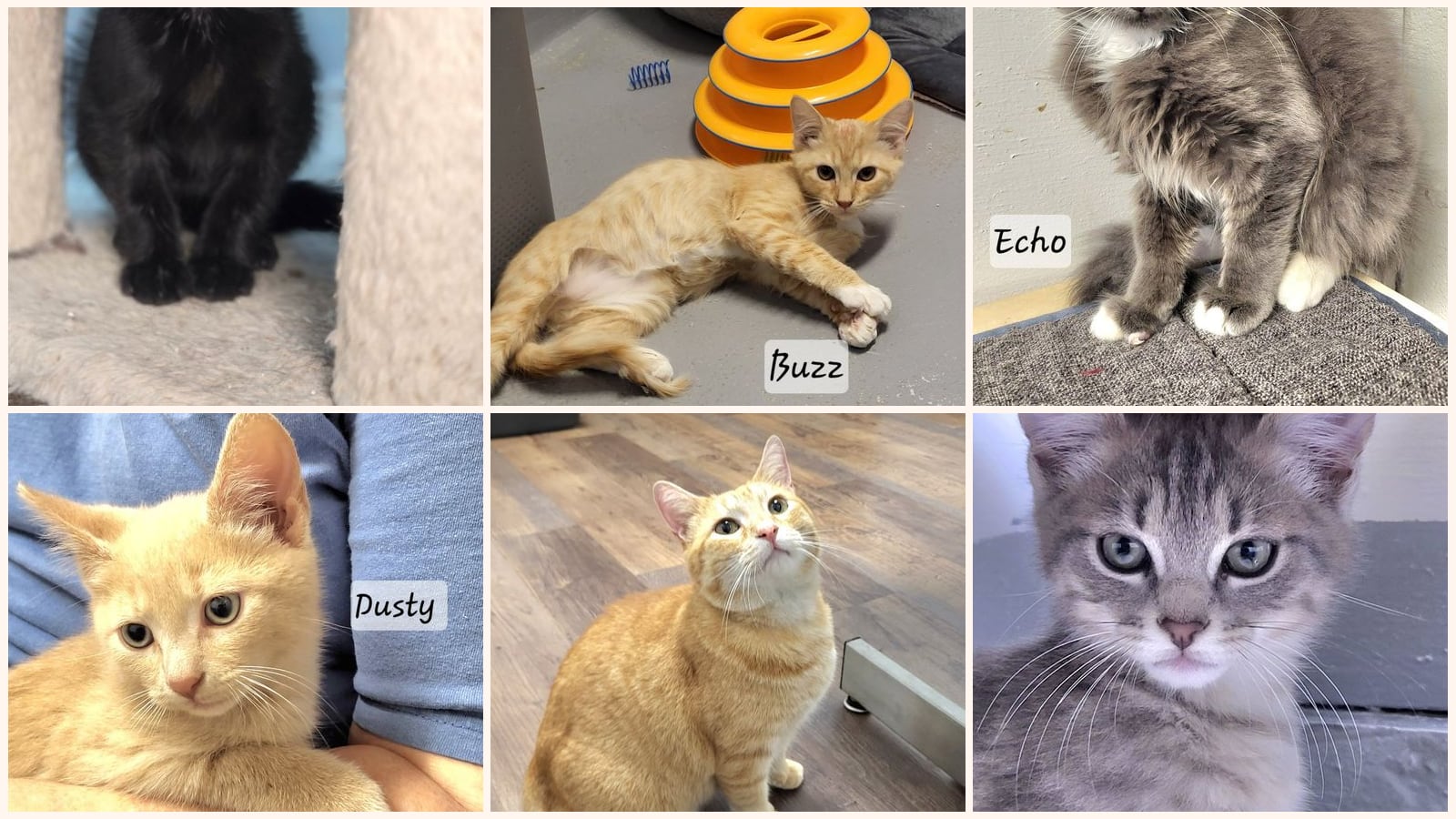 Cats up for adoption near Middle Valley, TN