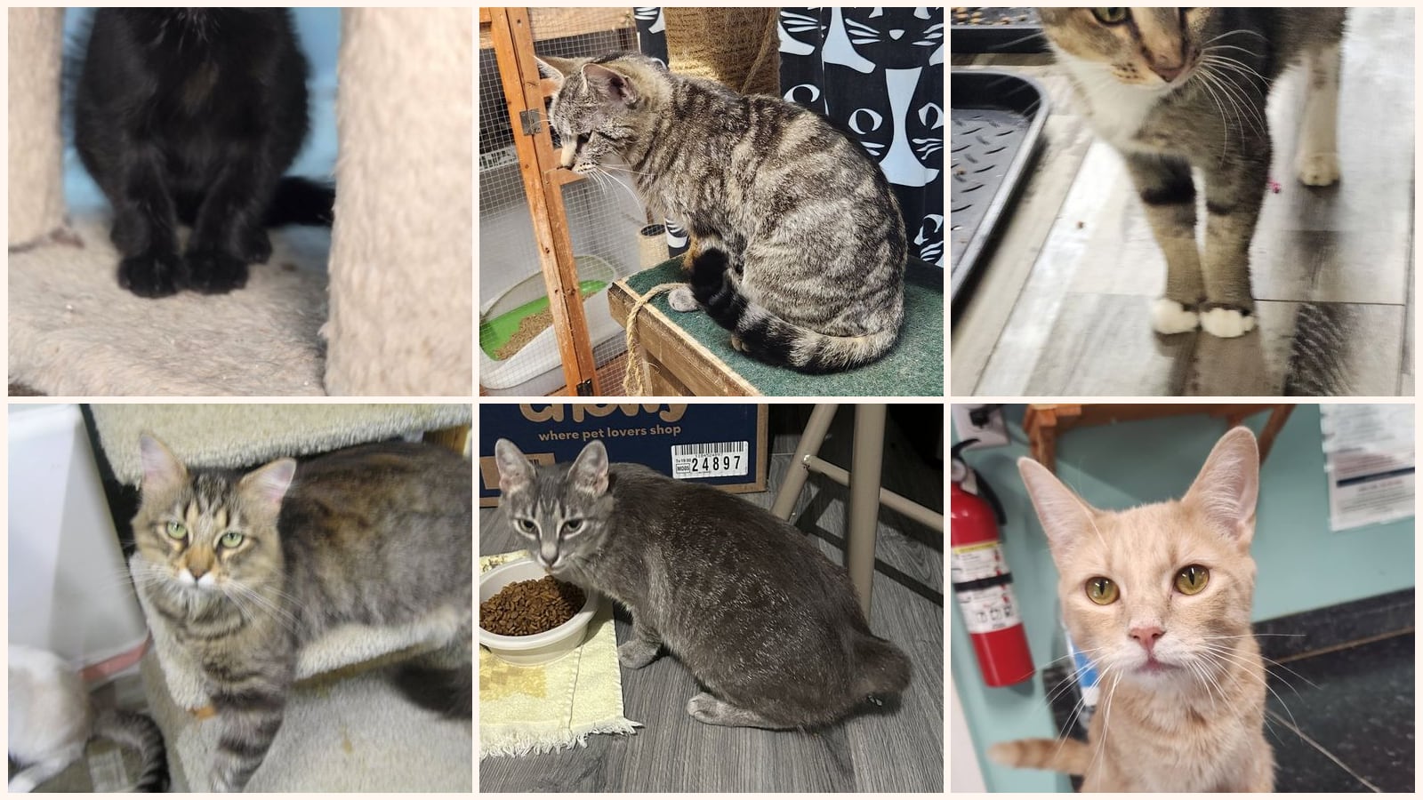 Cats up for adoption near Soddy-Daisy, TN