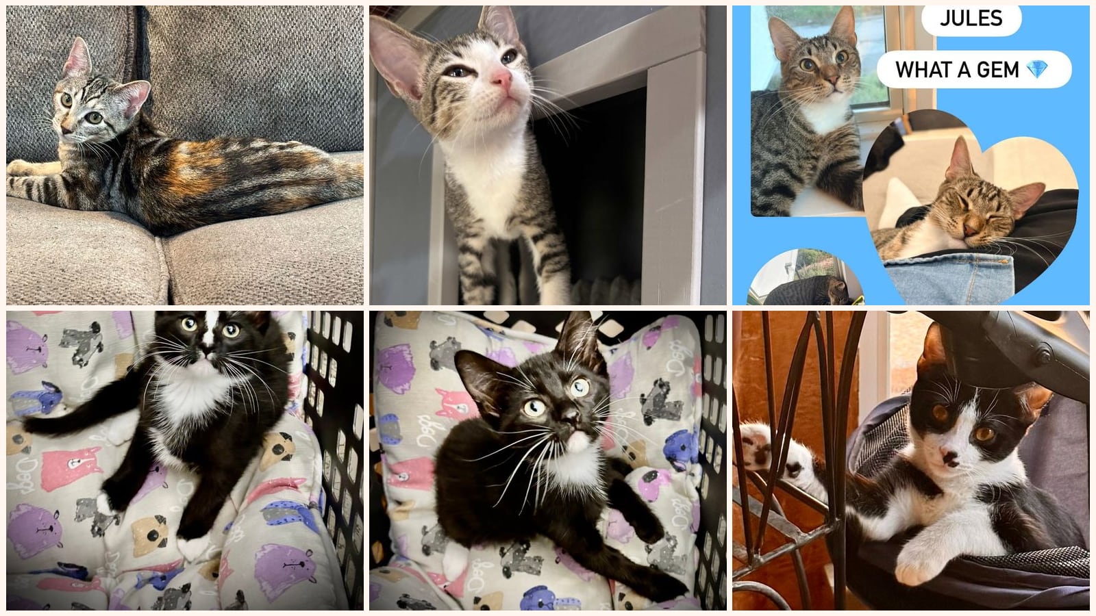 Cats up for adoption near Azle, TX