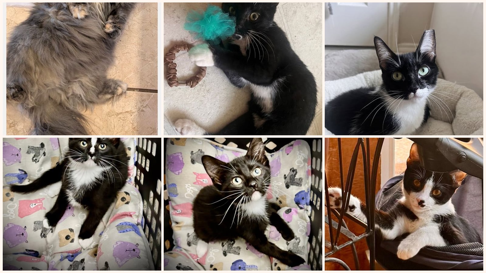 Cats up for adoption near Bedford, TX