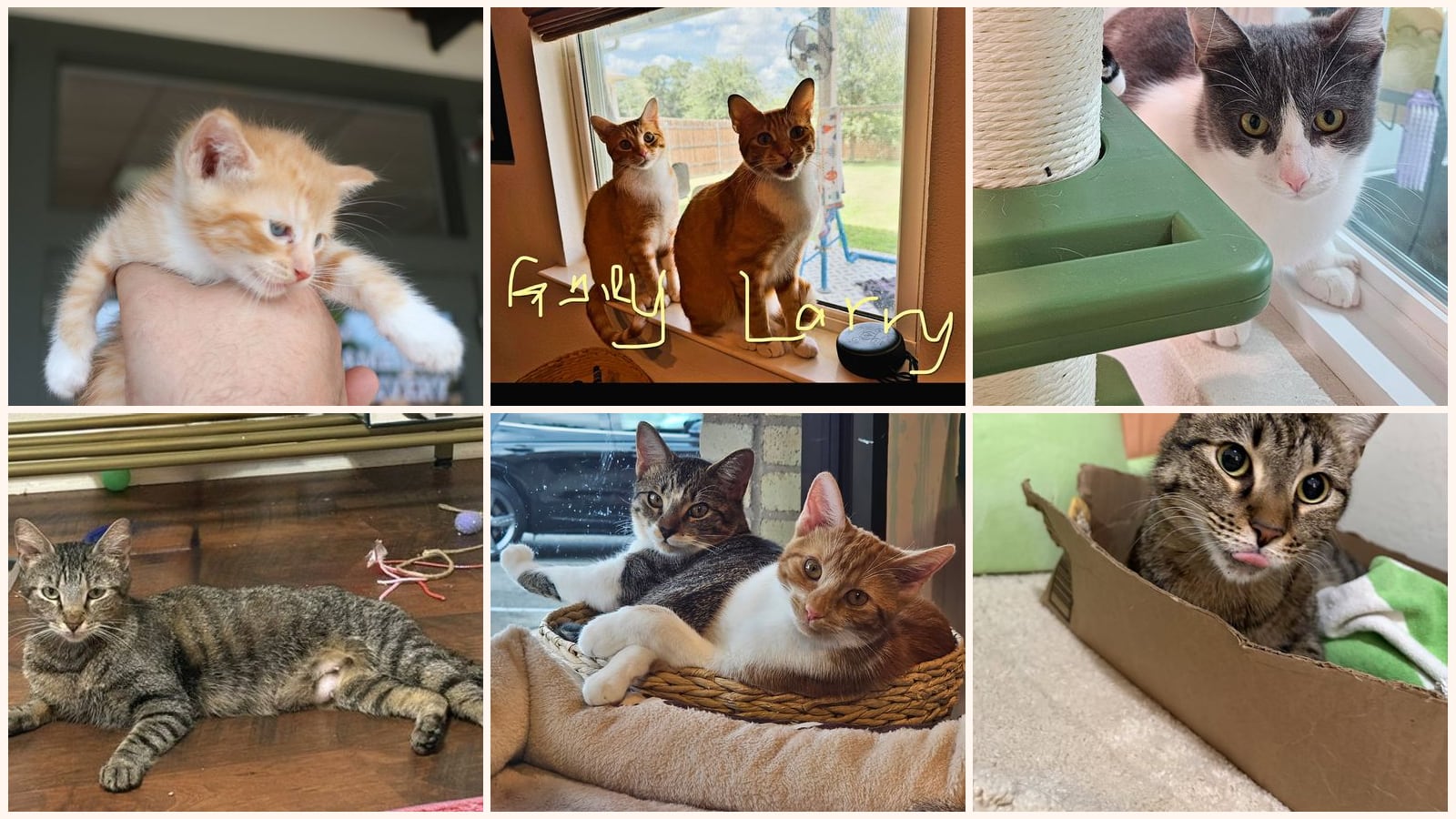 Cats up for adoption near Brushy Creek, TX