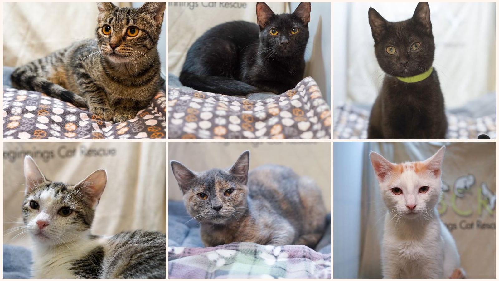 Cats up for adoption near Cedar Hill, TX