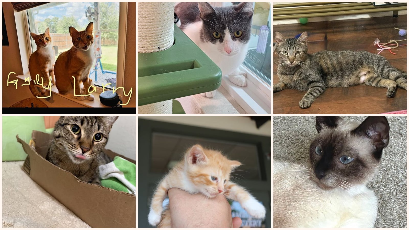 Cats up for adoption near Dripping Springs, TX