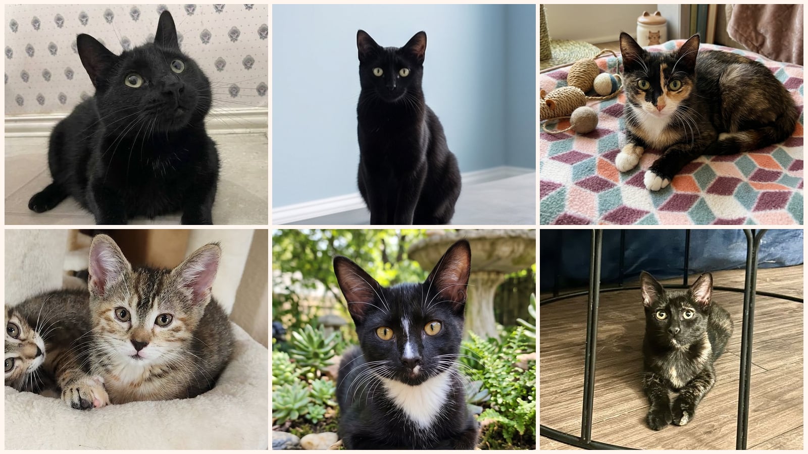 Cats up for adoption near Fairview, TX