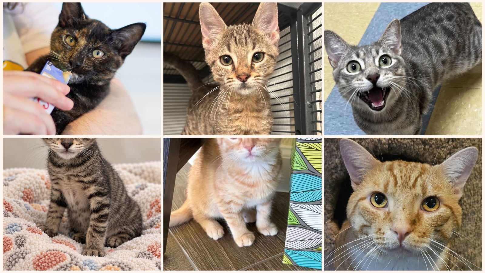 Cats up for adoption near Flower Mound, TX