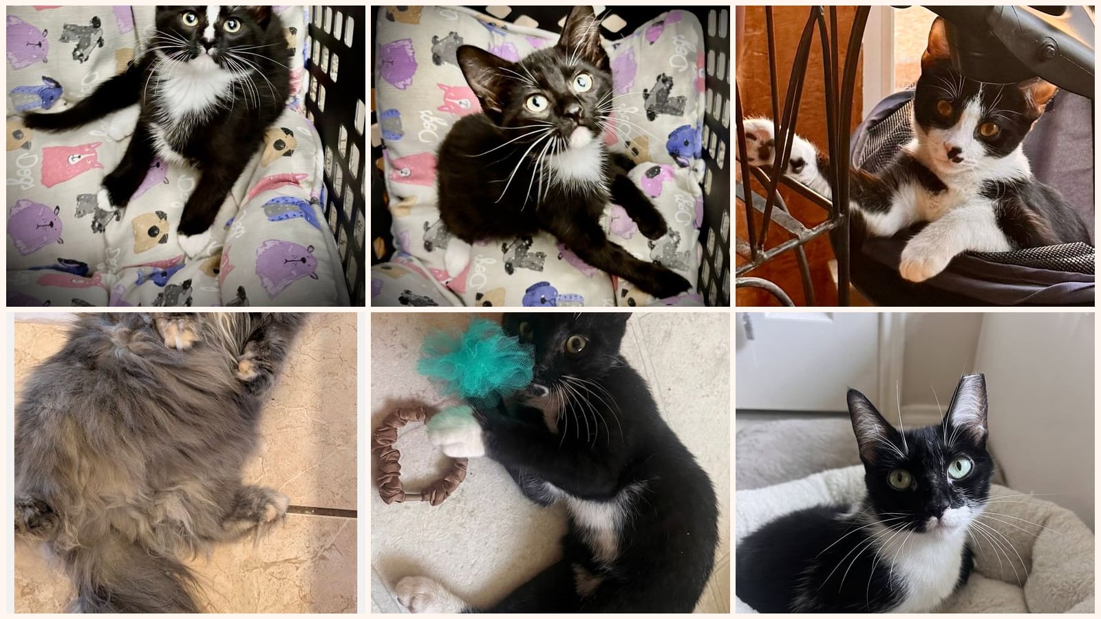 Cats up for adoption near Forest Hill, TX