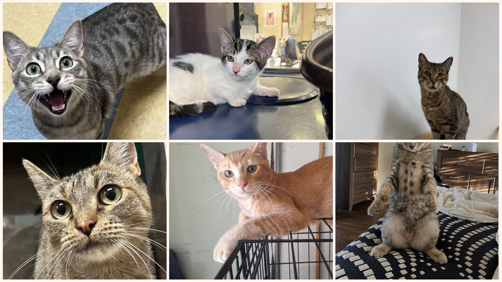 Cats up for adoption near Highland Village, TX