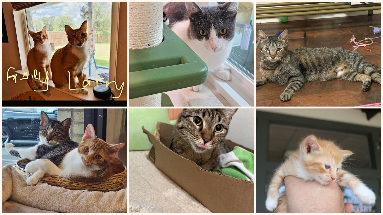 Cats up for adoption near Lago Vista, TX