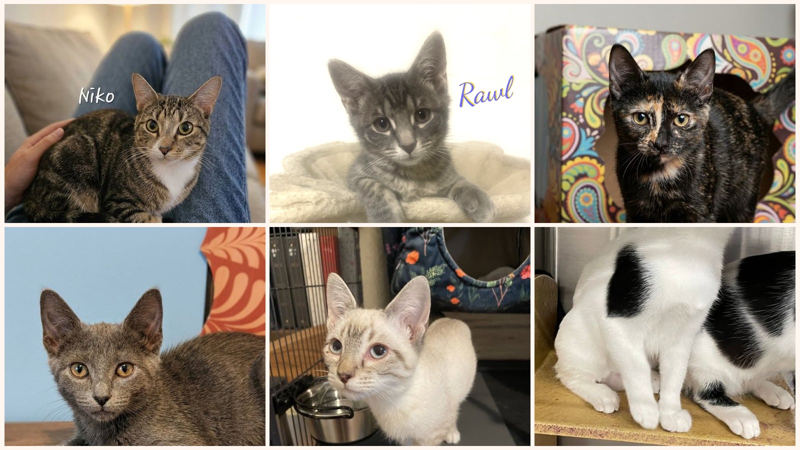 Cats up for adoption near League City, TX