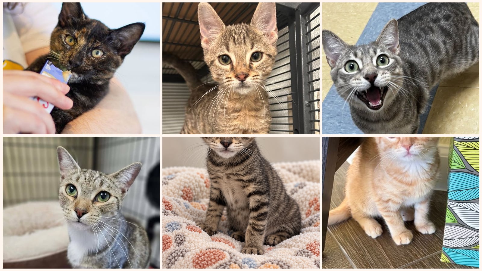 Cats up for adoption near Little Elm, TX