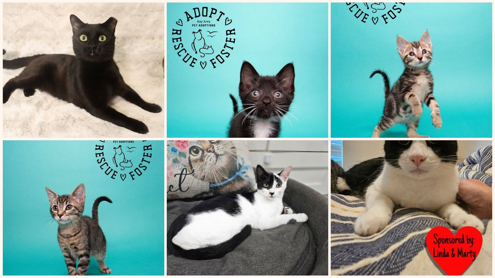 Cats up for adoption near Mont Belvieu, TX