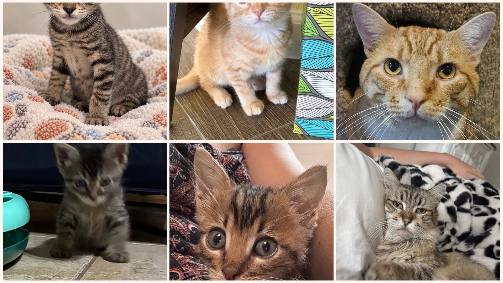 Cats up for adoption near Murphy, TX