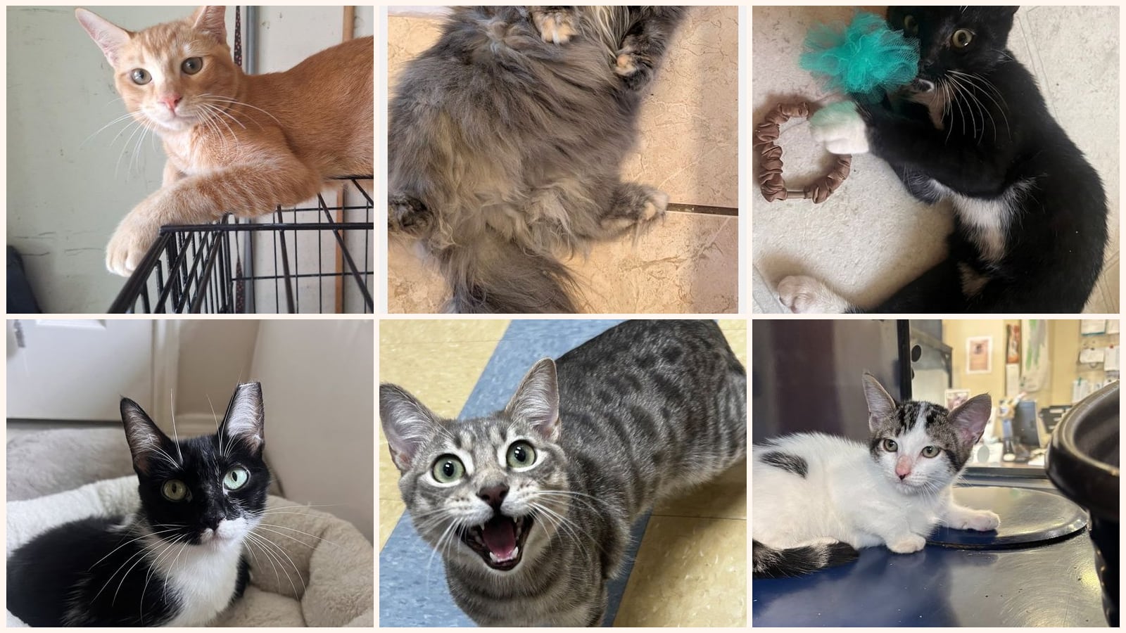 Cats up for adoption near Northlake, TX