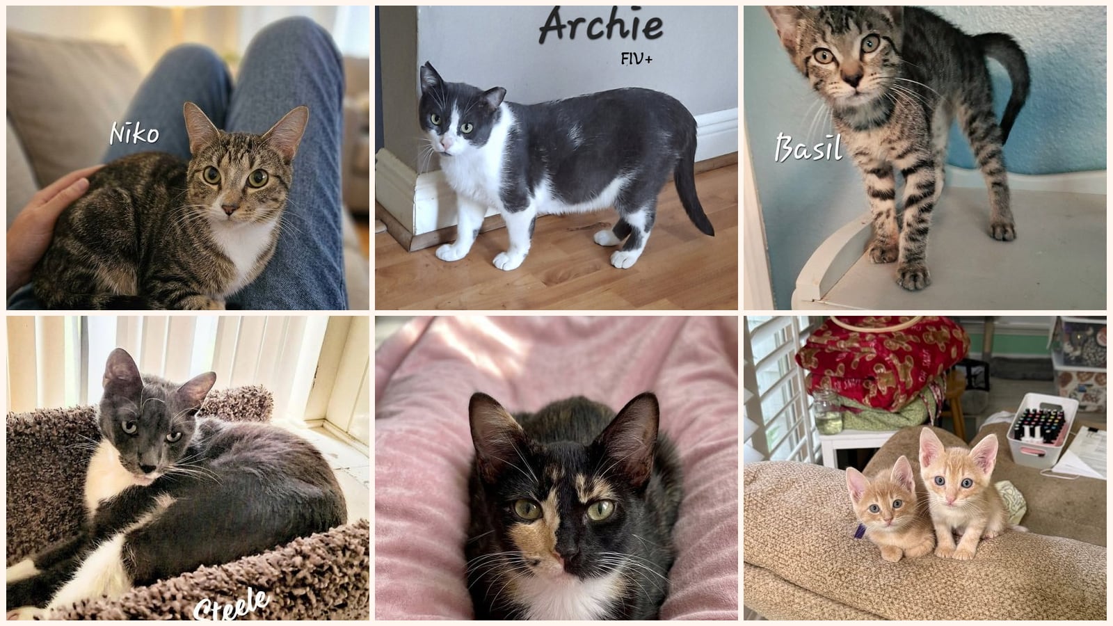 Cats up for adoption near Pecan Grove, TX