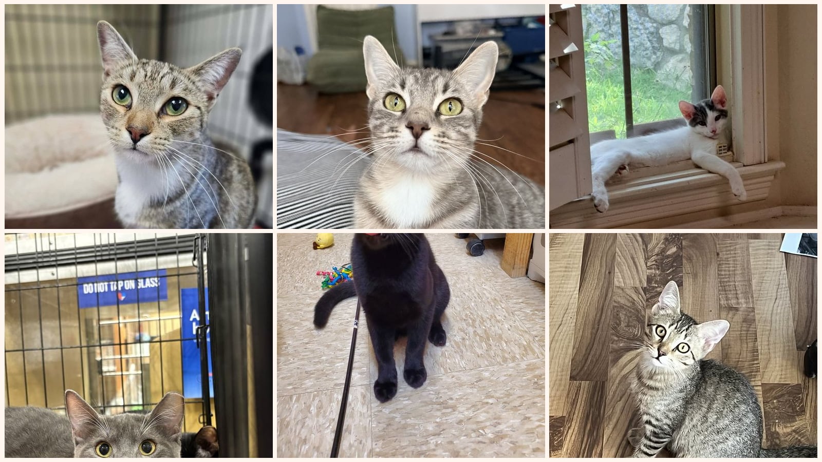 Cats up for adoption near Princeton, TX
